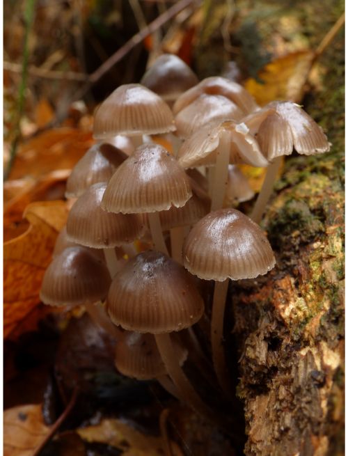 on fallen wood and on buried roots (various species).